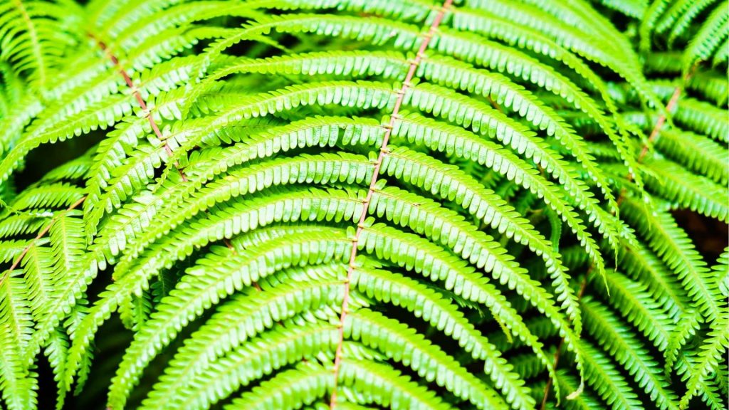 Boston Fern