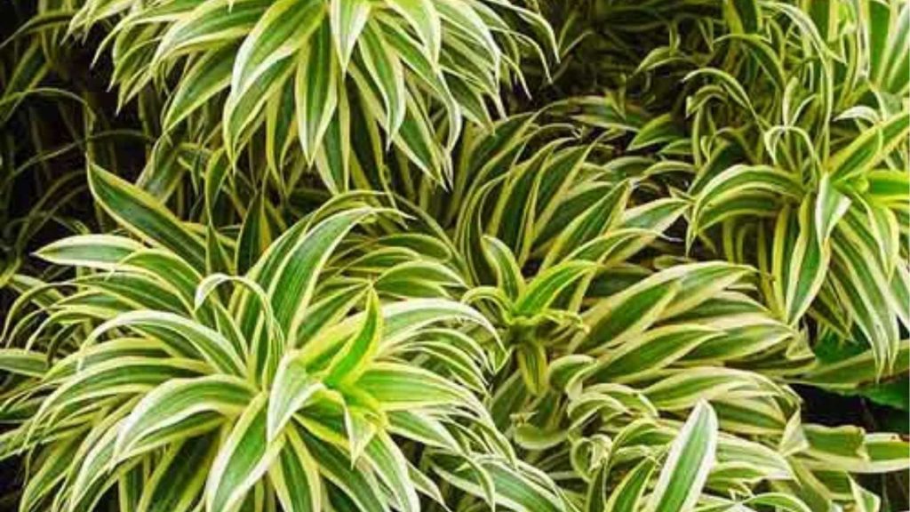 Dracaena