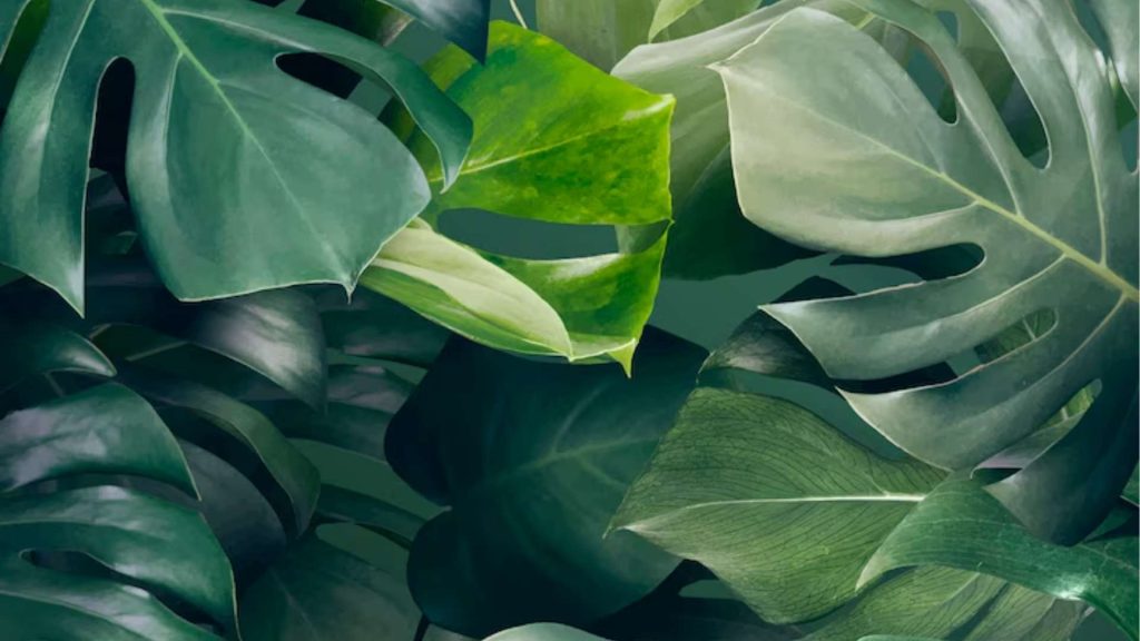 Philodendron