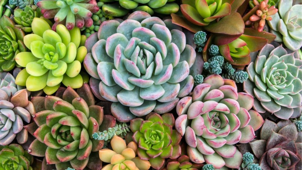 Succulents 