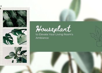 Stunning houseplants for living rooms