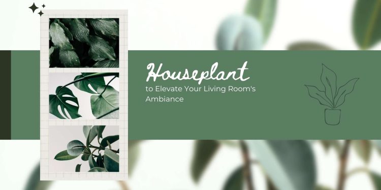Stunning houseplants for living rooms