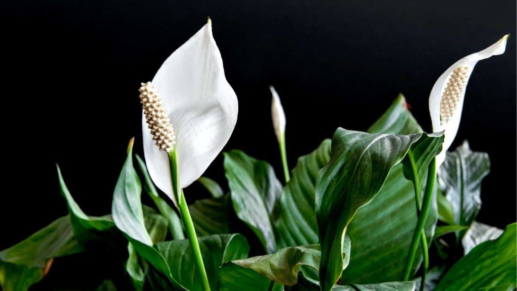 Peace Lily