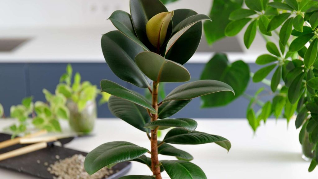 Rubber Plant