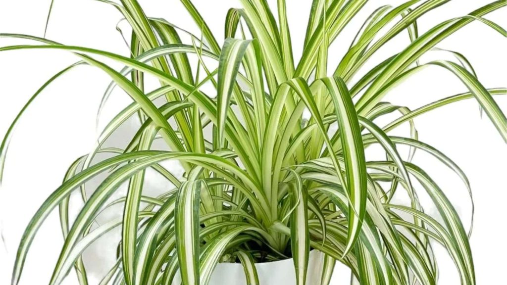 Spider Plants