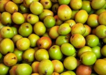 Ber fruit benefits for immunity, sleep and digestion