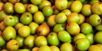 Ber fruit benefits for immunity, sleep and digestion