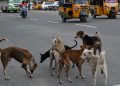 Supreme Court hearing on stray dogs order and public safety concerns in India