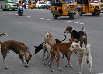 Supreme Court hearing on stray dogs order and public safety concerns in India
