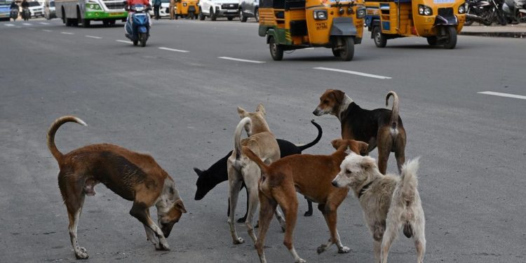 Supreme Court hearing on stray dogs order and public safety concerns in India